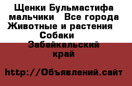 Щенки Бульмастифа мальчики - Все города Животные и растения » Собаки   . Забайкальский край